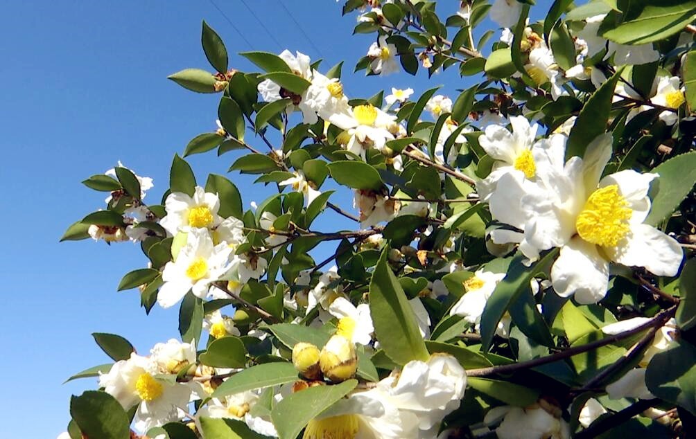 油茶花开洁如玉满山芬芳似雪来