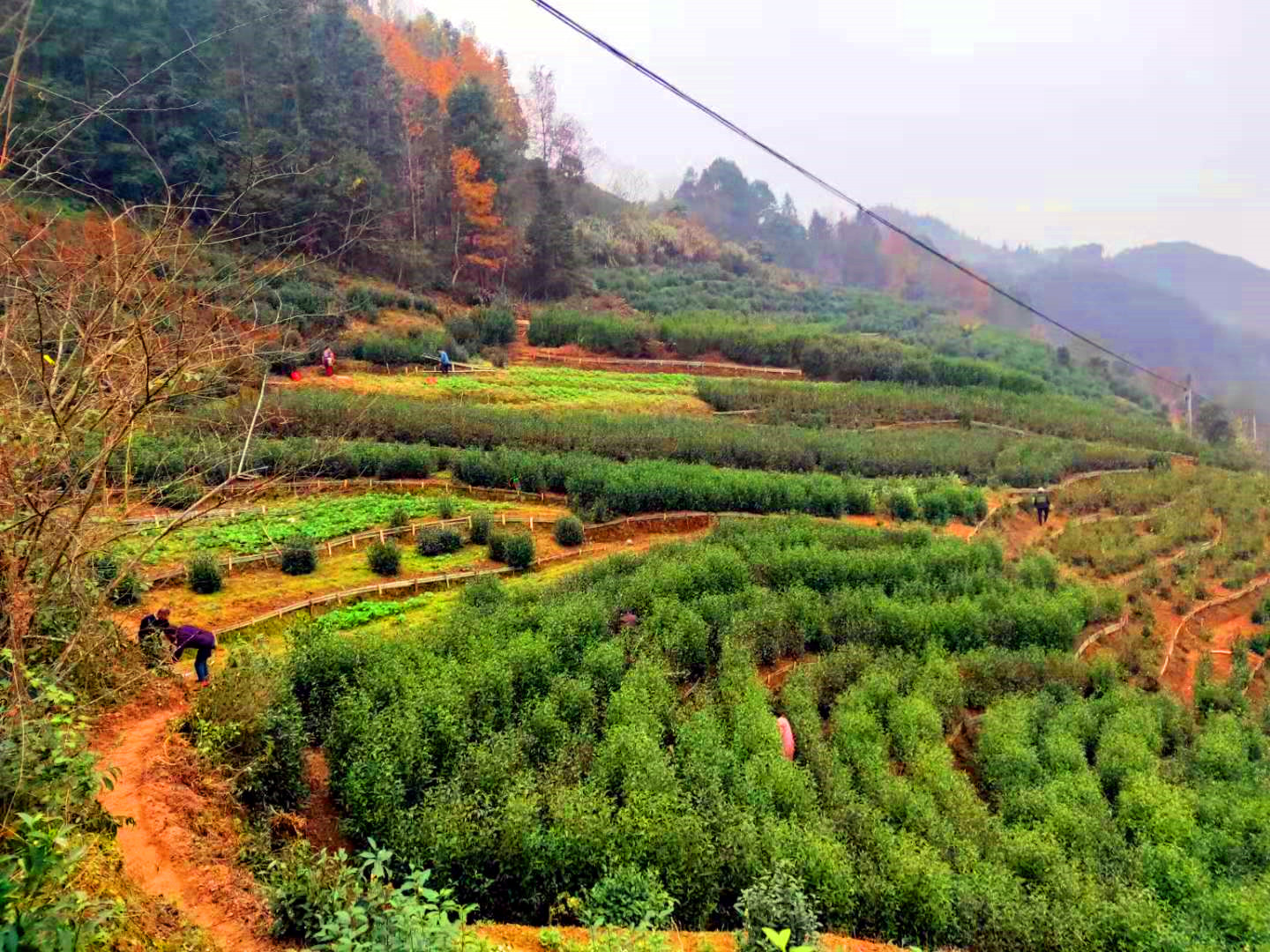 坑口乡坡地改造促增收