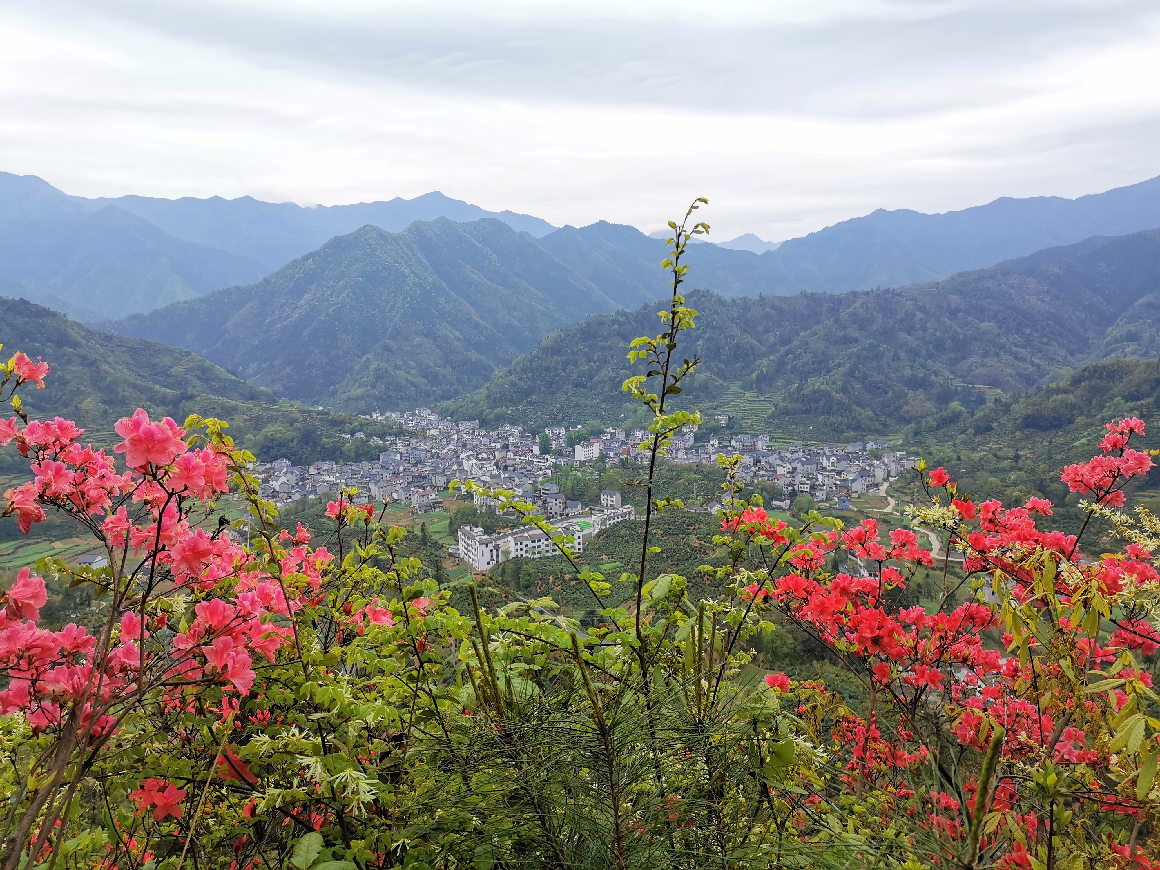 长陔乡:岭上映山红开红艳艳