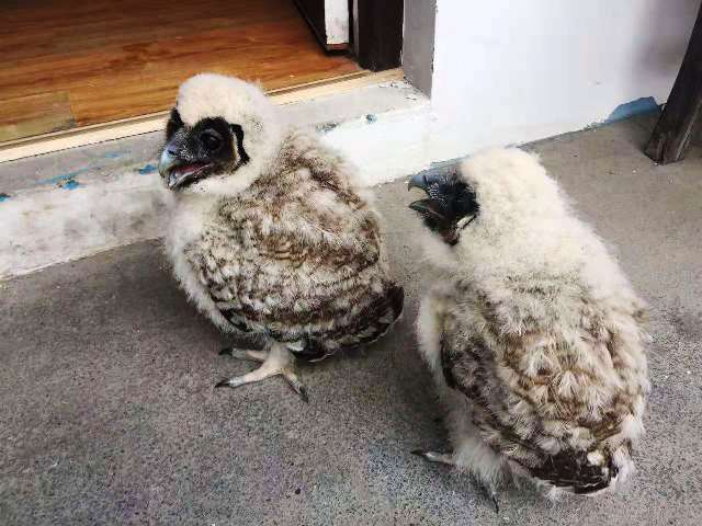 歙县林业局成功救助两只国家二级保护动物褐林鸮xiāo幼鸟