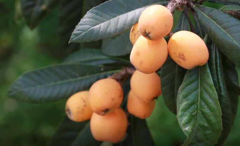 歙县三潭枇杷成熟季量少质优俏市场