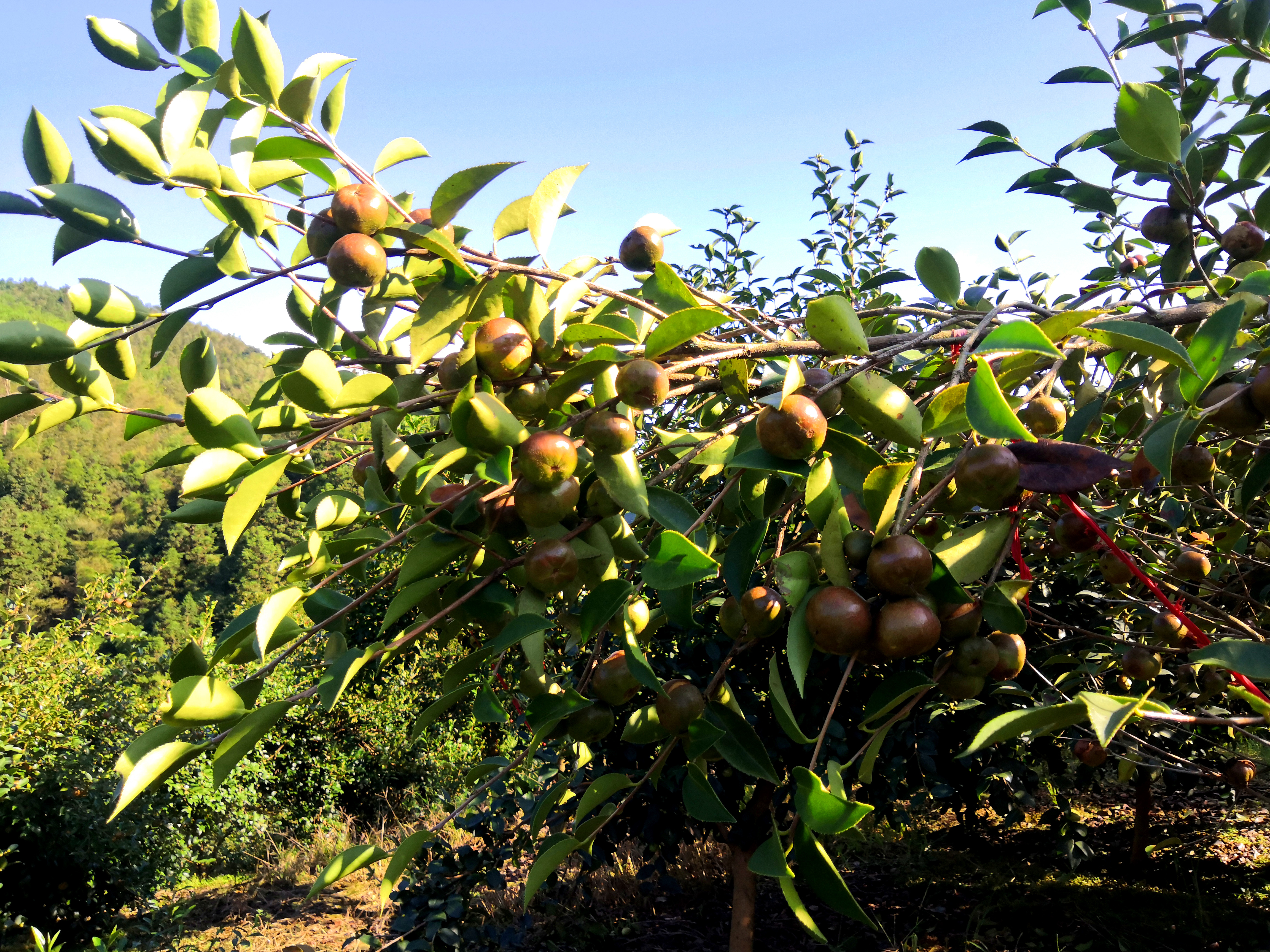 歙县坑口乡油茶果实累累