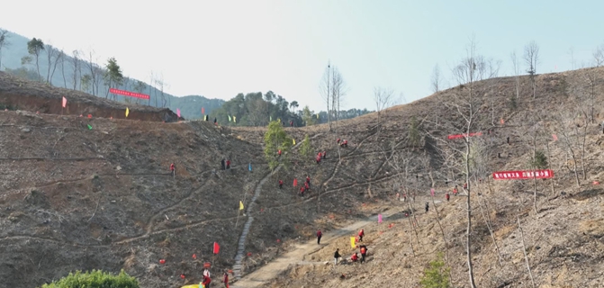 汪凯 王奇勇等县四套班子领导参加义务植树活动