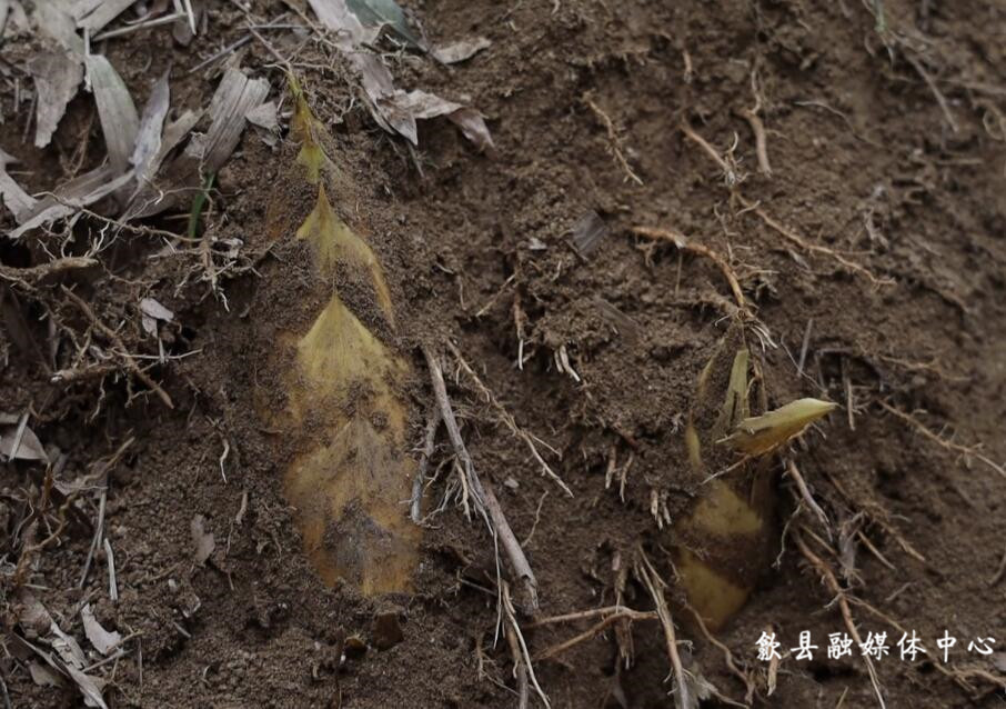 歙县问政贡笋丰产俏销增收