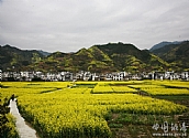 希望的原野