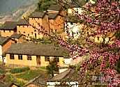 土楼桃花始盛开