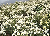 金竹岭