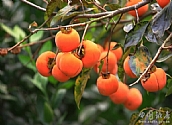 上丰花果山