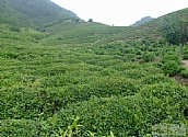 汪满田