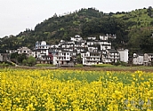 新杨村